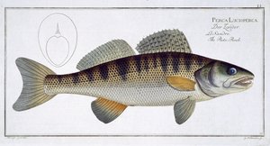 パイクパーチ（Perca lucioperca）プレートLI（魚類学、または魚の一般的および特定の自然史）から、Marcus Elieser Bloch（1723-99）、Gabriel Bodenehr（1673-1766）、pubによって彫刻